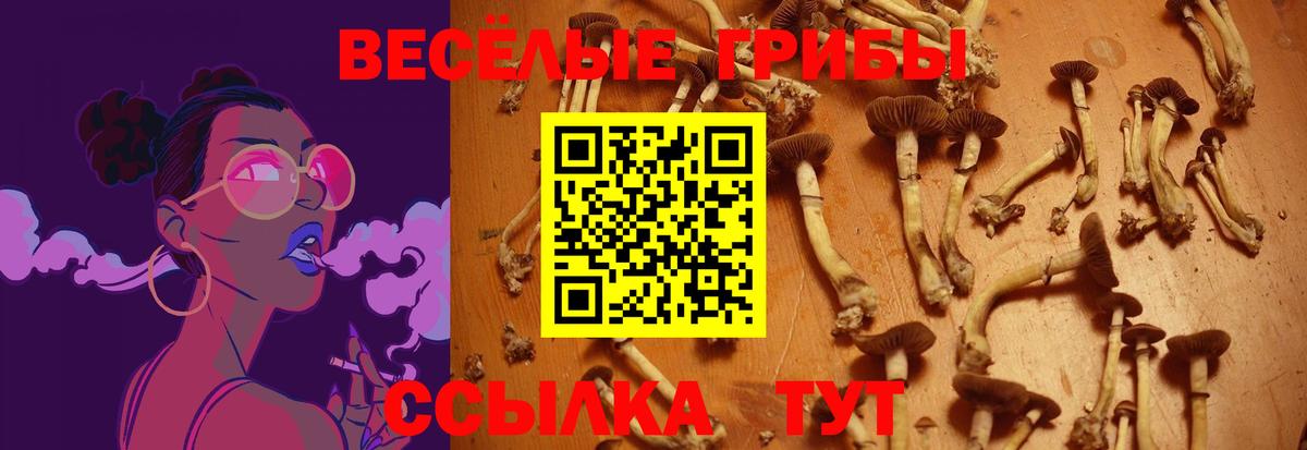 Псилоцибиновые грибы Psilocybe Крымск